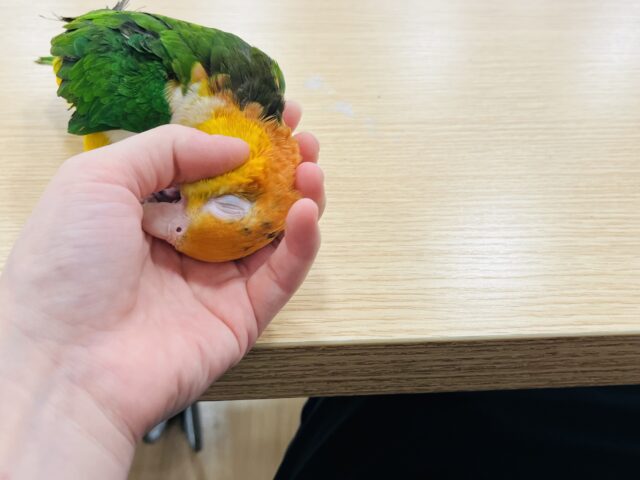 シロハラインコ