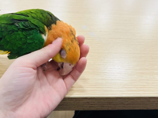 シロハラインコ