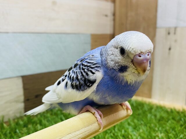 最新画像有ります✨背筋ピーン❗️見つめてくれちゃうセキセイインコのパイドカラー💙