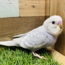 最新画像有ります🩶薄めのグレーが素敵ですッ🤩セキセイインコのグレースパングル！！