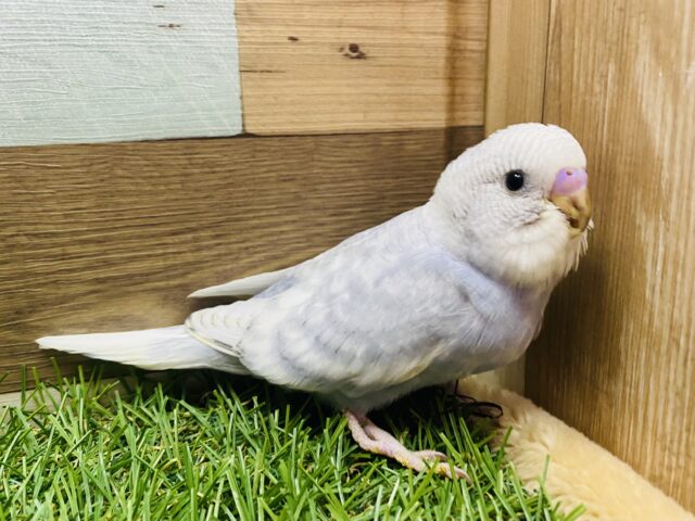 最新画像有ります🩶薄めのグレーが素敵ですッ🤩セキセイインコのグレースパングル！！