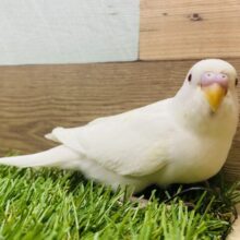 最新画像有ります💓赤目で真っ白な体の美白ちゃん🤍セキセイインコのアルビノ！！