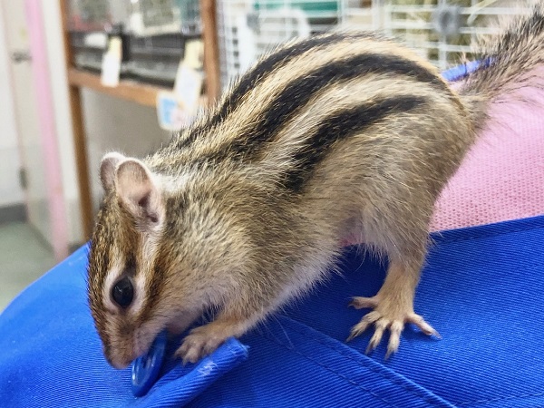 シマリス（ノーマル）