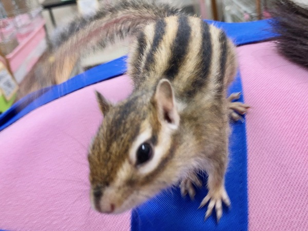 シマリス（ノーマル）