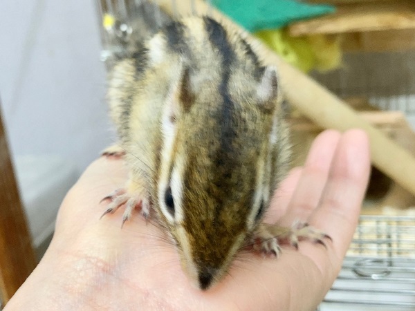 シマリス（ノーマル）