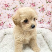 もこもこの妖精ちゃん、来ちゃいました💗　ハーフ犬（ポメラニアン×トイプードル）の女のコ 2024.9/21撮影