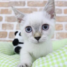 ミステリアス🔮×甘えんボーイ🐱🩷マンチカン・男の子！