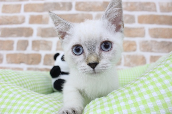 ミステリアス🔮×甘えんボーイ🐱🩷マンチカン・男の子！