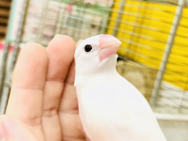 白文鳥