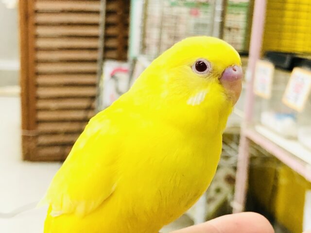 荒野をかける元気印！！　セキセイインコ