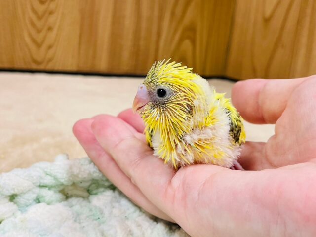 セキセイインコ