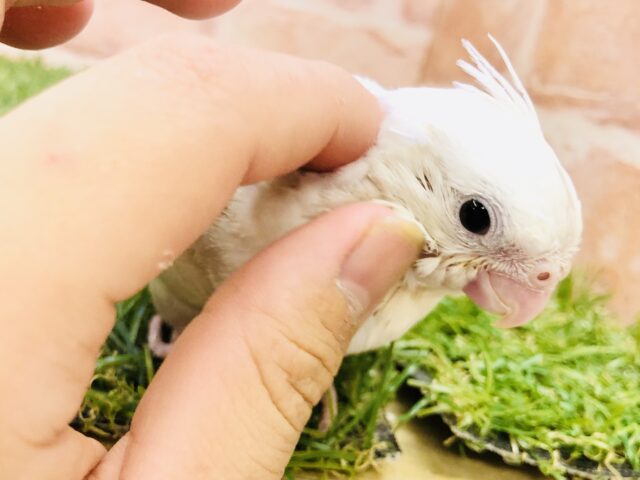 オカメインコ