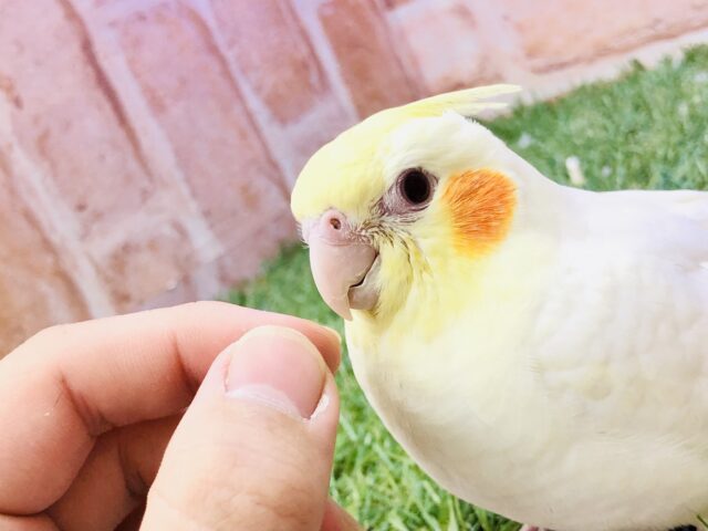 オカメインコ