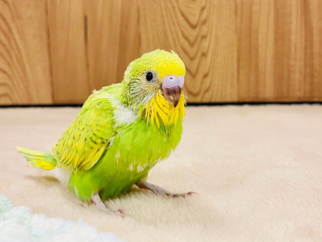 セキセイインコ