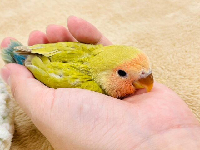 コザクラインコ（小桜インコ）