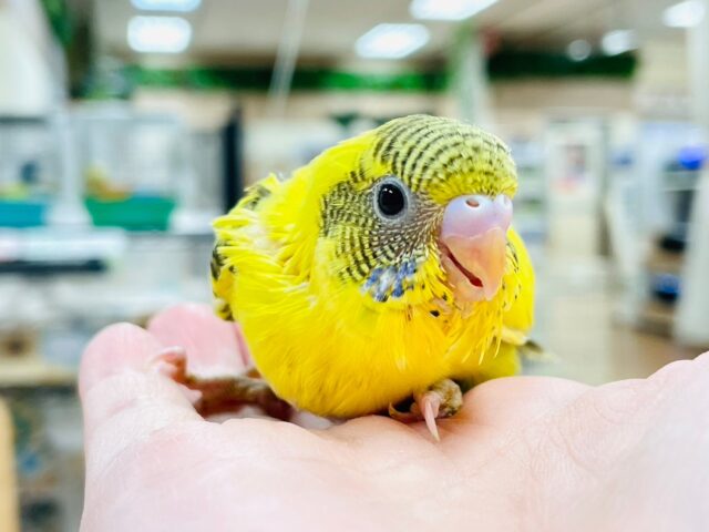 セキセイインコ