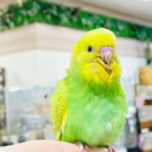 【最新画像・動画更新🪄】行動全てが可愛すぎっ❣️セキセイインコ（スパングル）ヒナ