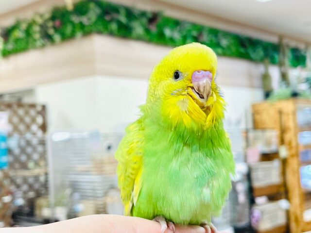 【最新画像・動画更新🪄】行動全てが可愛すぎっ❣️セキセイインコ（スパングル）ヒナ