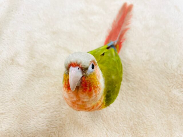 ホオミドリウロコインコ