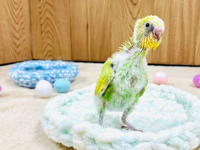 セキセイインコ