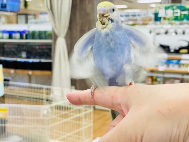 セキセイインコ