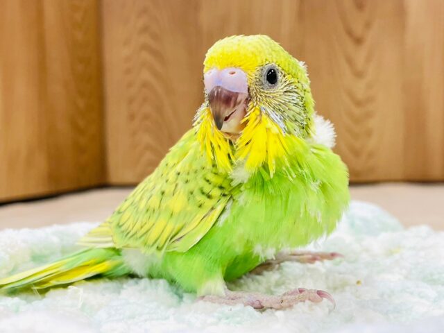 セキセイインコ