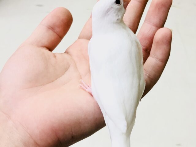 白文鳥