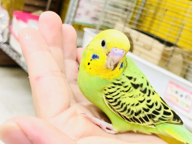 セキセイインコ