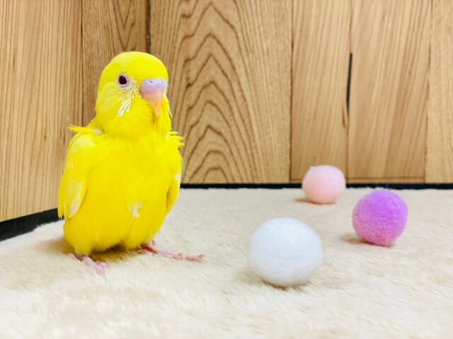 セキセイインコ