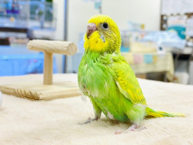 【最新画像更新🪄】行動全てが可愛すぎっ❣️セキセイインコ（スパングル）ヒナ