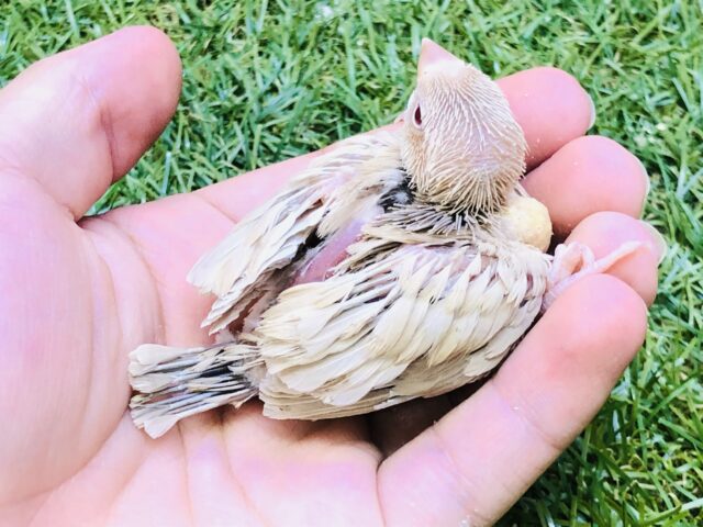 シナモン文鳥