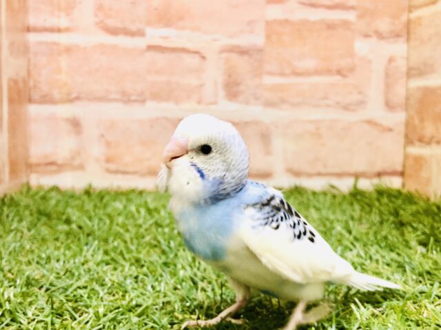 わんぱく！活発！ん～・・元気～！　セキセイインコ