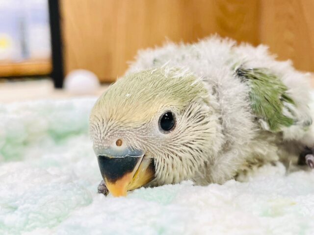 これからの成長が楽しみ♡コザクラインコ（ノーマル）ヒナ