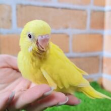黒目ちゃん✨セキセイインコのヒナ(ダブルファクター)入荷しました❤