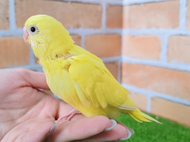 セキセイインコ