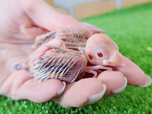 シナモン文鳥