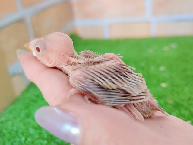 シナモン文鳥