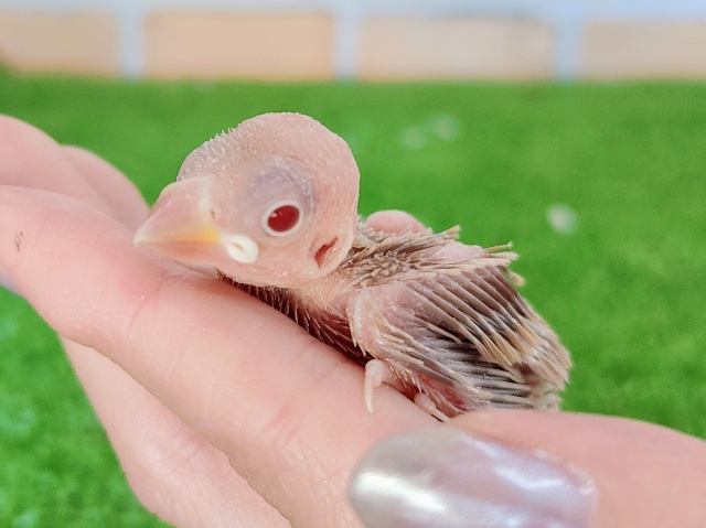 つるる✨シナモン文鳥のヒナ入荷しました❤