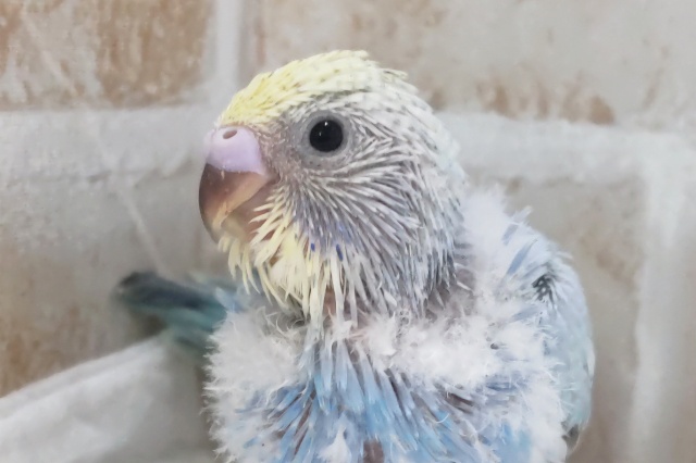 鮮やかブルーが目を引く～🫧 セキセイインコ(パステルレインボースパングル)