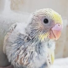 魅力たっぷり素敵だね～✨ セキセイインコ(パステルレインボーパイド)