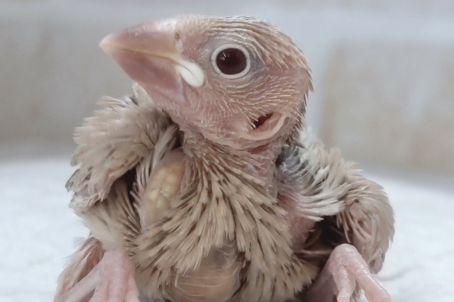 ゴールドが似合う～🥇 シナモン文鳥🐣