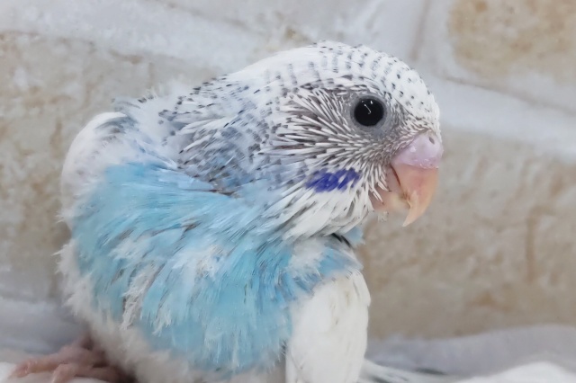 とってもキレイな青空ブルー🌤️ セキセイインコ(ブルーパイド)