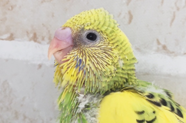 とってもフレッシュですね～🥝 セキセイインコ(グリーンパイド)