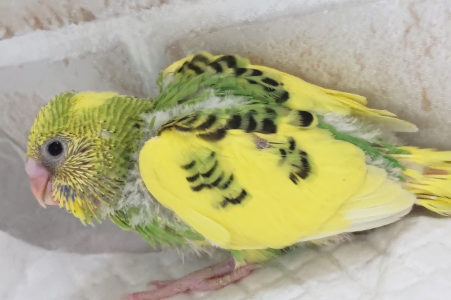 セキセイインコ