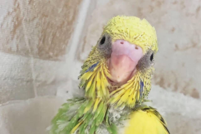 セキセイインコ