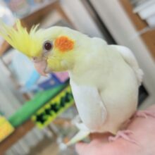 🌟最新画像🌟 たまらないフォルム～🍮 オカメインコ(ルチノー)