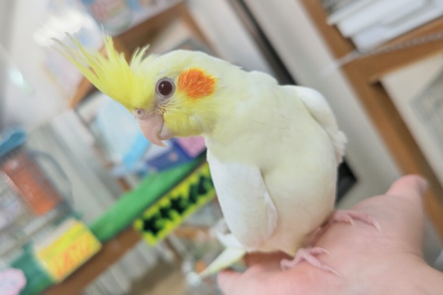 🌟最新画像🌟 たまらないフォルム～🍮 オカメインコ(ルチノー)