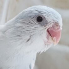 レアカラーさん降臨～✨ マメルリハインコ(コバルトダイリュートファロー)男の子