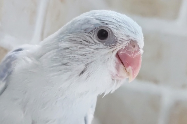 レアカラーさん降臨～✨ マメルリハインコ(コバルトダイリュートファロー)男の子