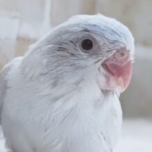 魅力溢れる色合い～🫧 マメルリハインコ(コバルトダイリュートファロー)女の子